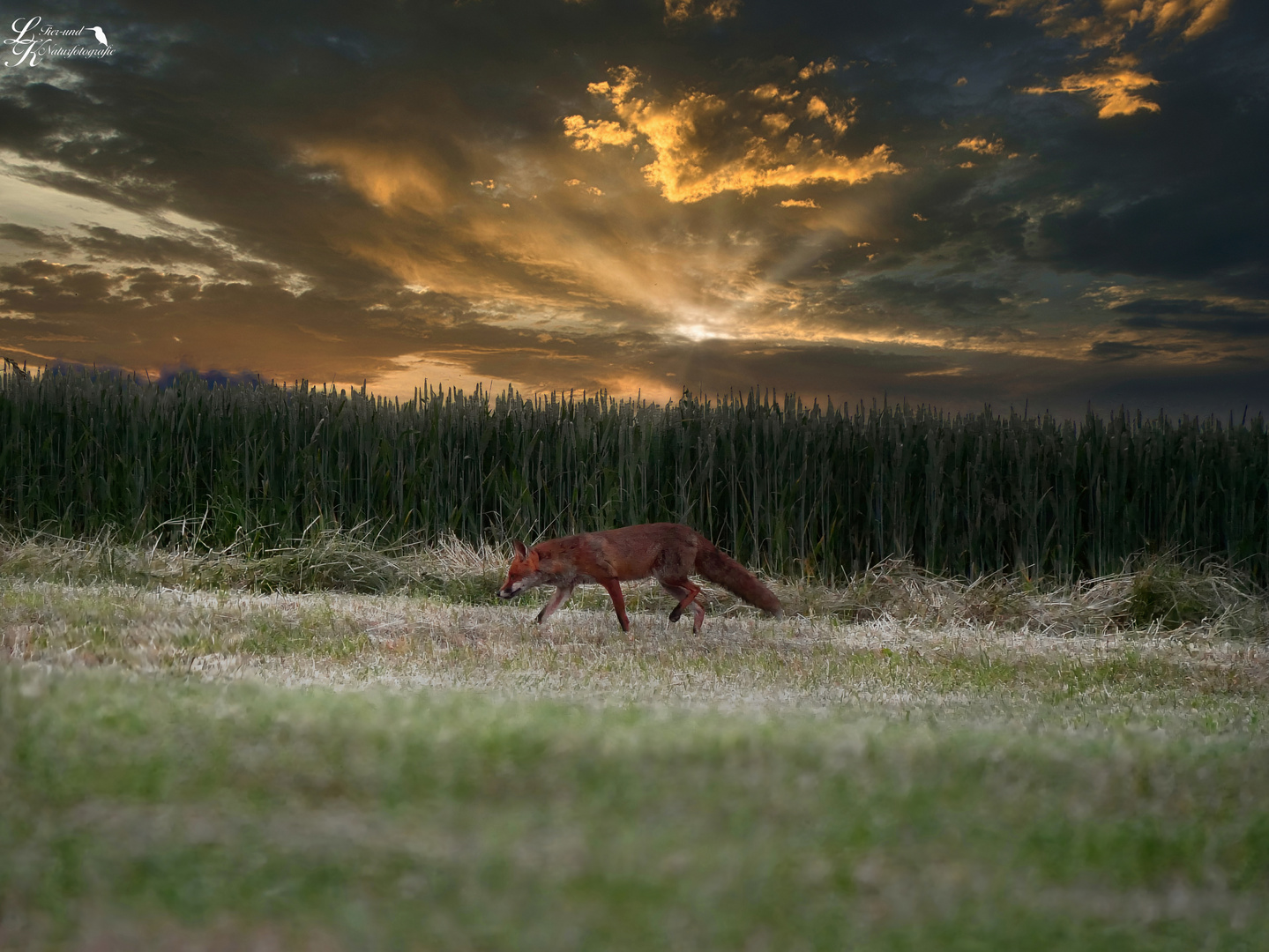 Fuchs auf Beutezug