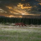 Fuchs auf Beutezug