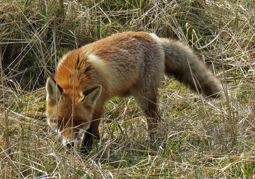 Fuchs auf Darss