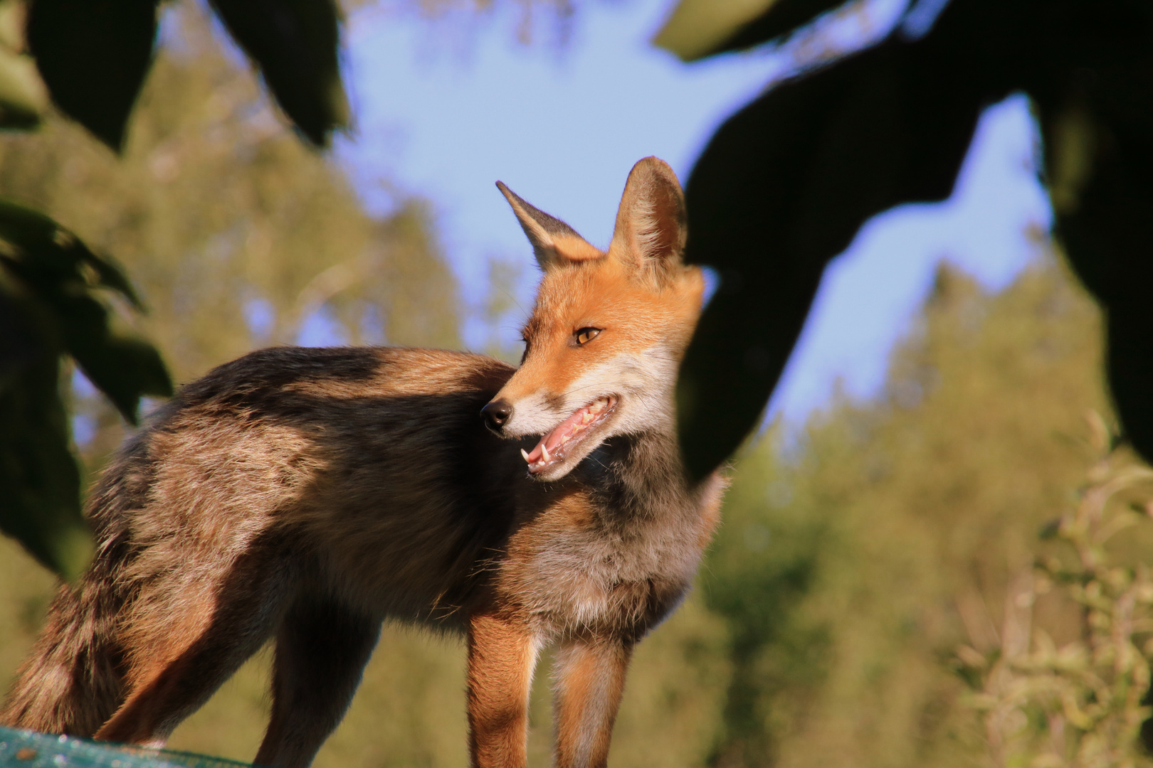 Fuchs auf dem Dach