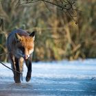 Fuchs auf dem Eis-1