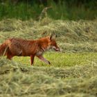 Fuchs auf dem Feld