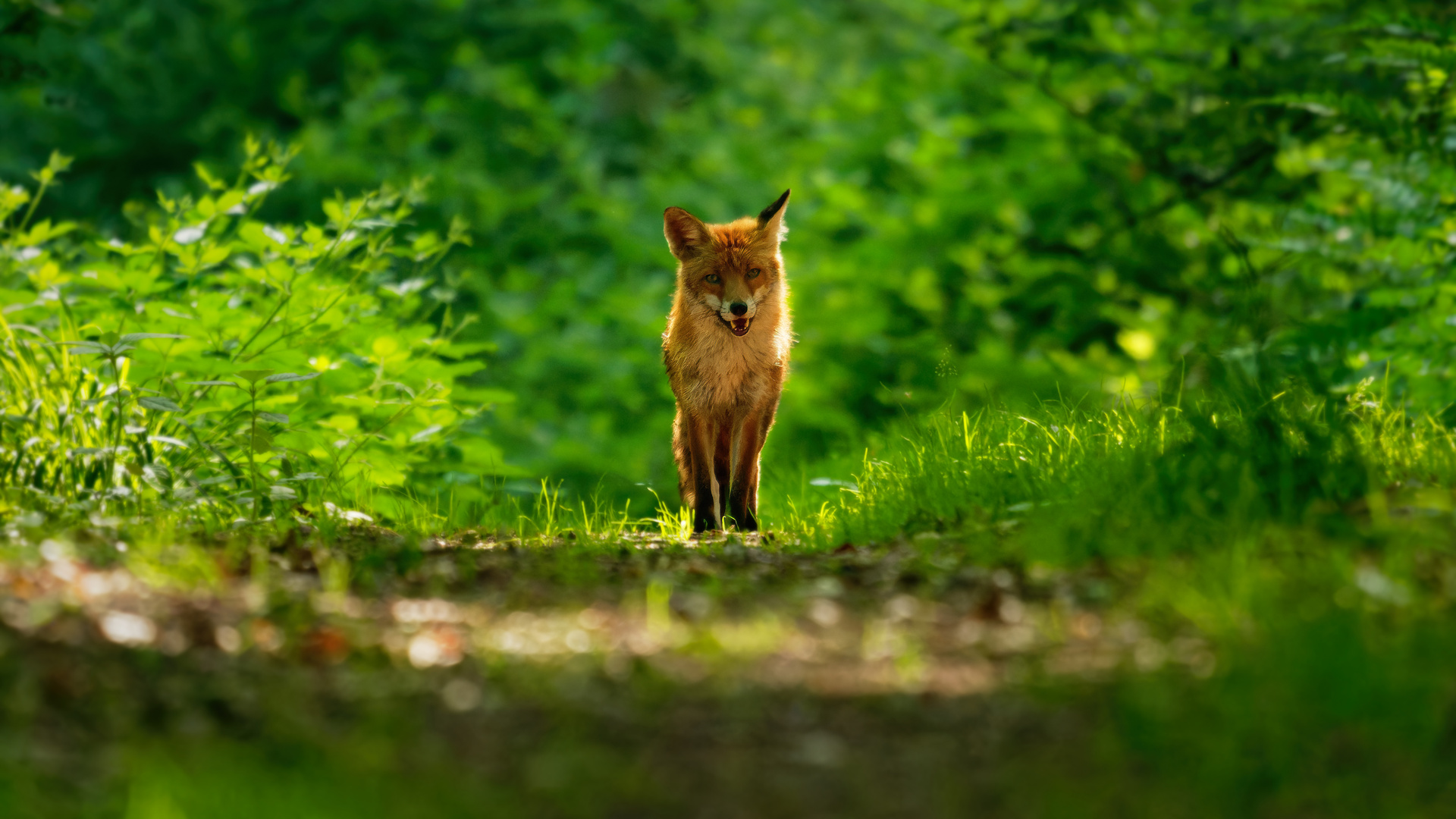 Fuchs auf dem Weg