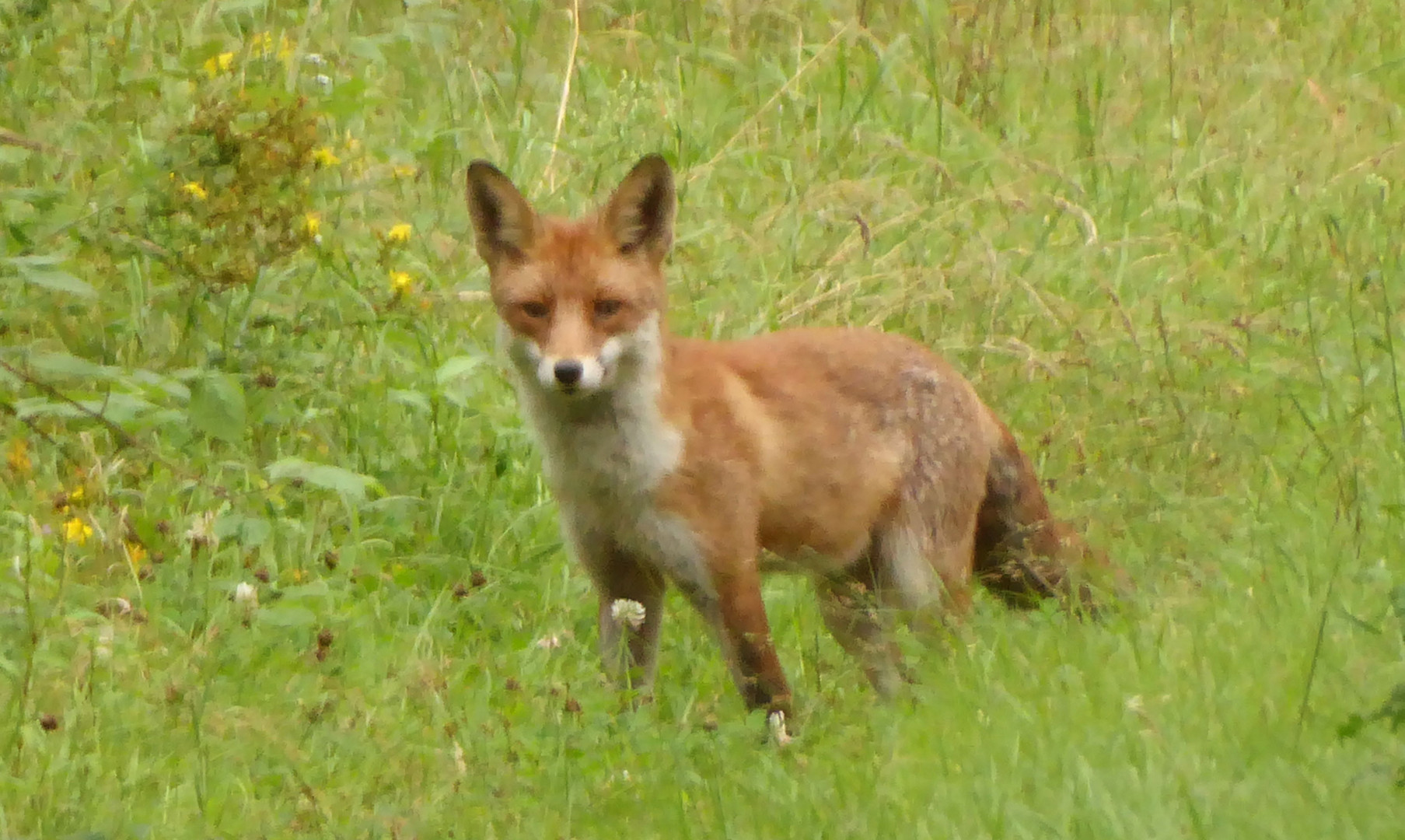 Fuchs auf dem Weg