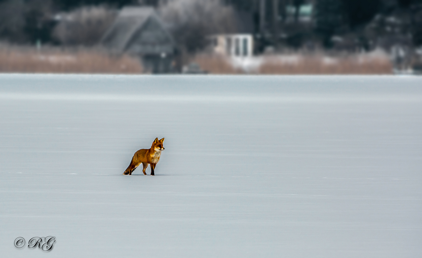 Fuchs auf dem zugefrorenen See