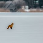 Fuchs auf dem zugefrorenen See