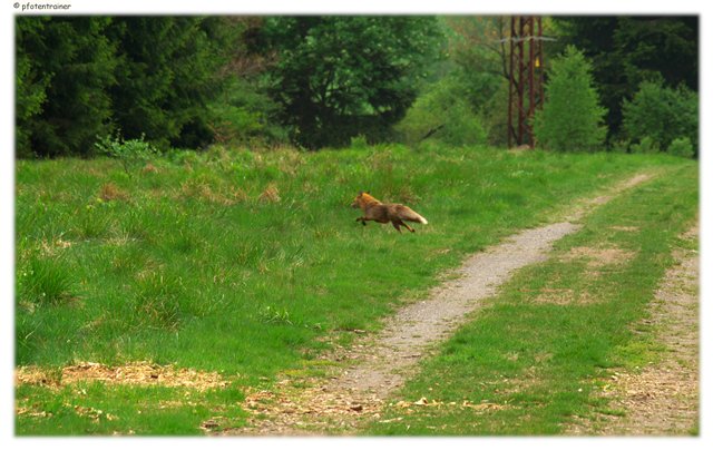 Fuchs auf der Flucht 4