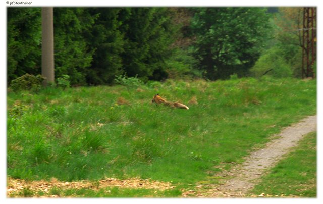 Fuchs auf der Flucht 5