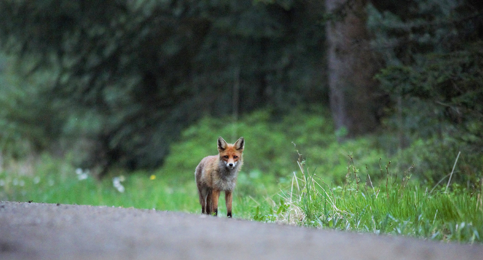 Fuchs auf der Jagd 