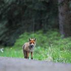 Fuchs auf der Jagd 