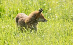 *** Fuchs auf der Jagd ***