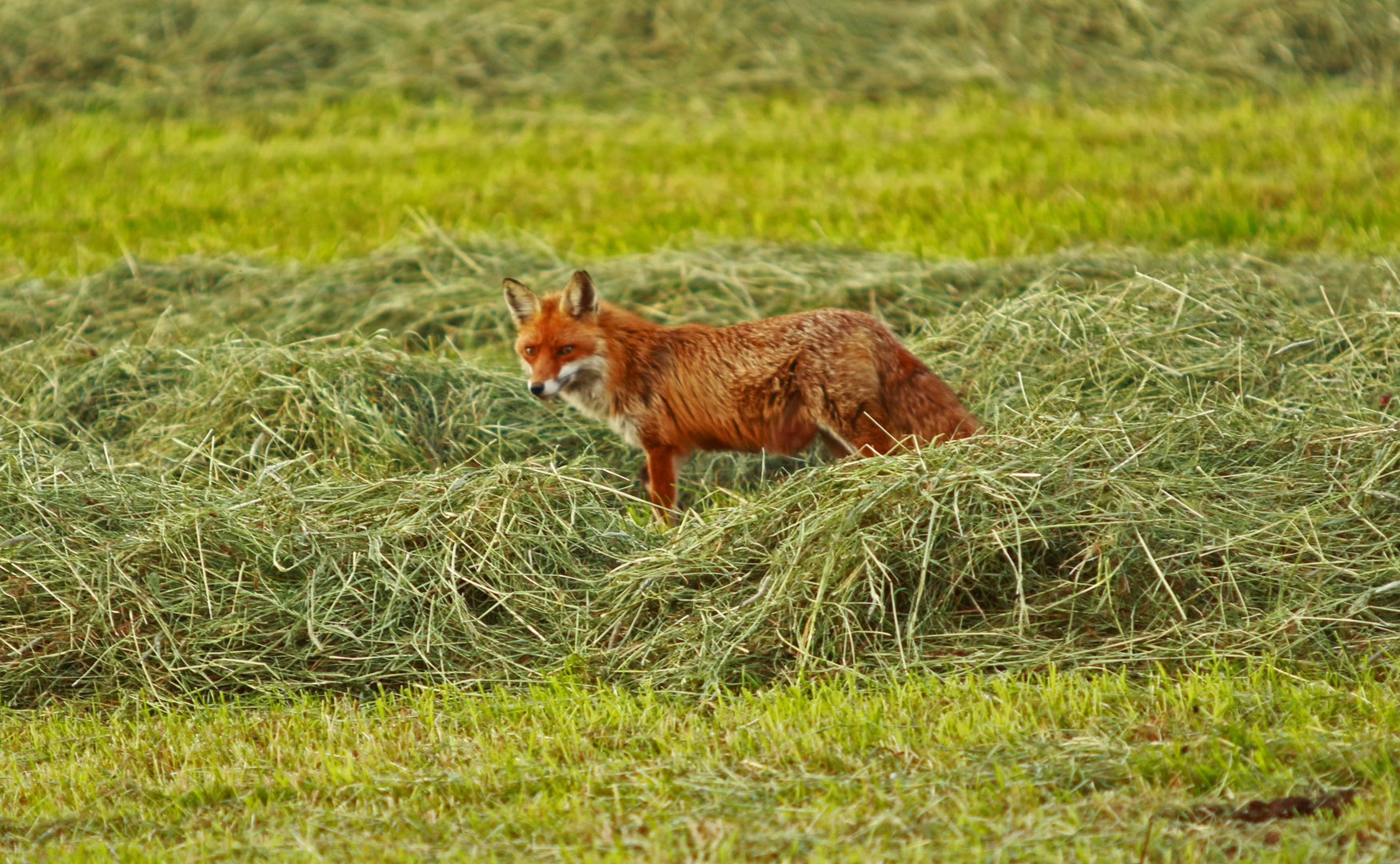 Fuchs auf der Jagd