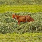 Fuchs auf der Jagd