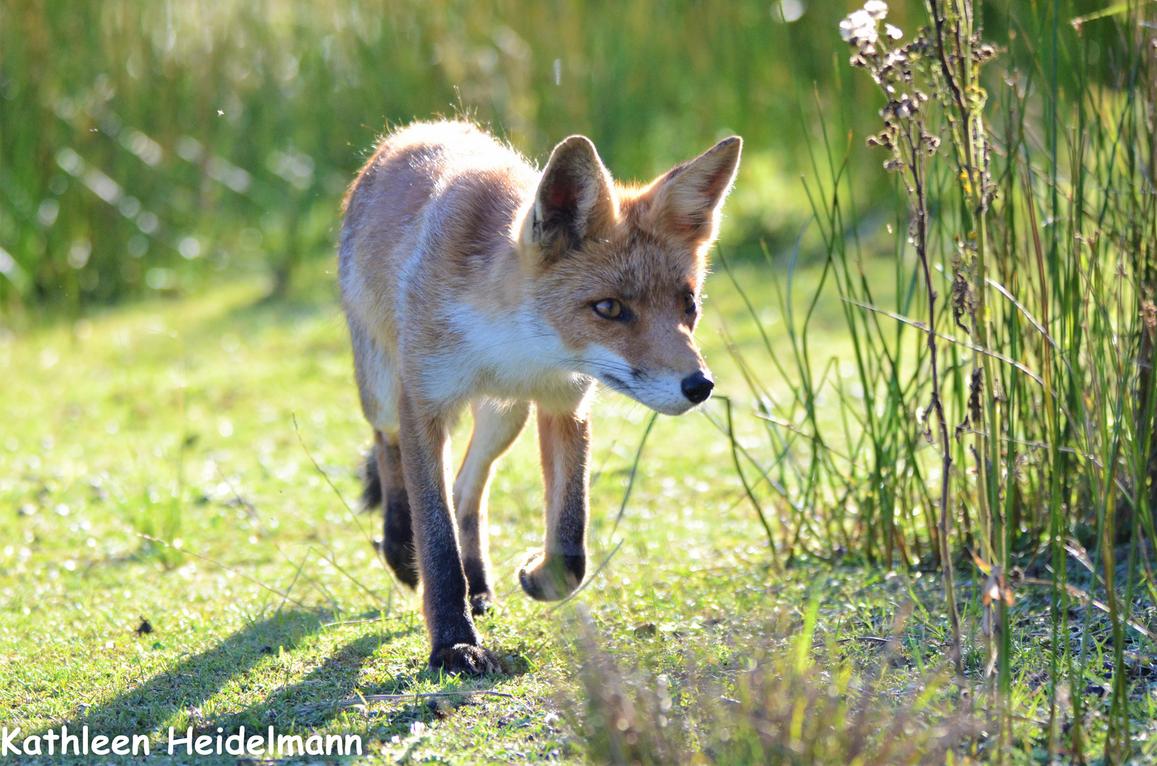 Fuchs auf der Jagd