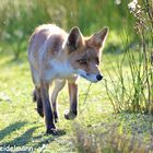 Fuchs auf der Jagd