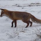 Fuchs auf der Jagd