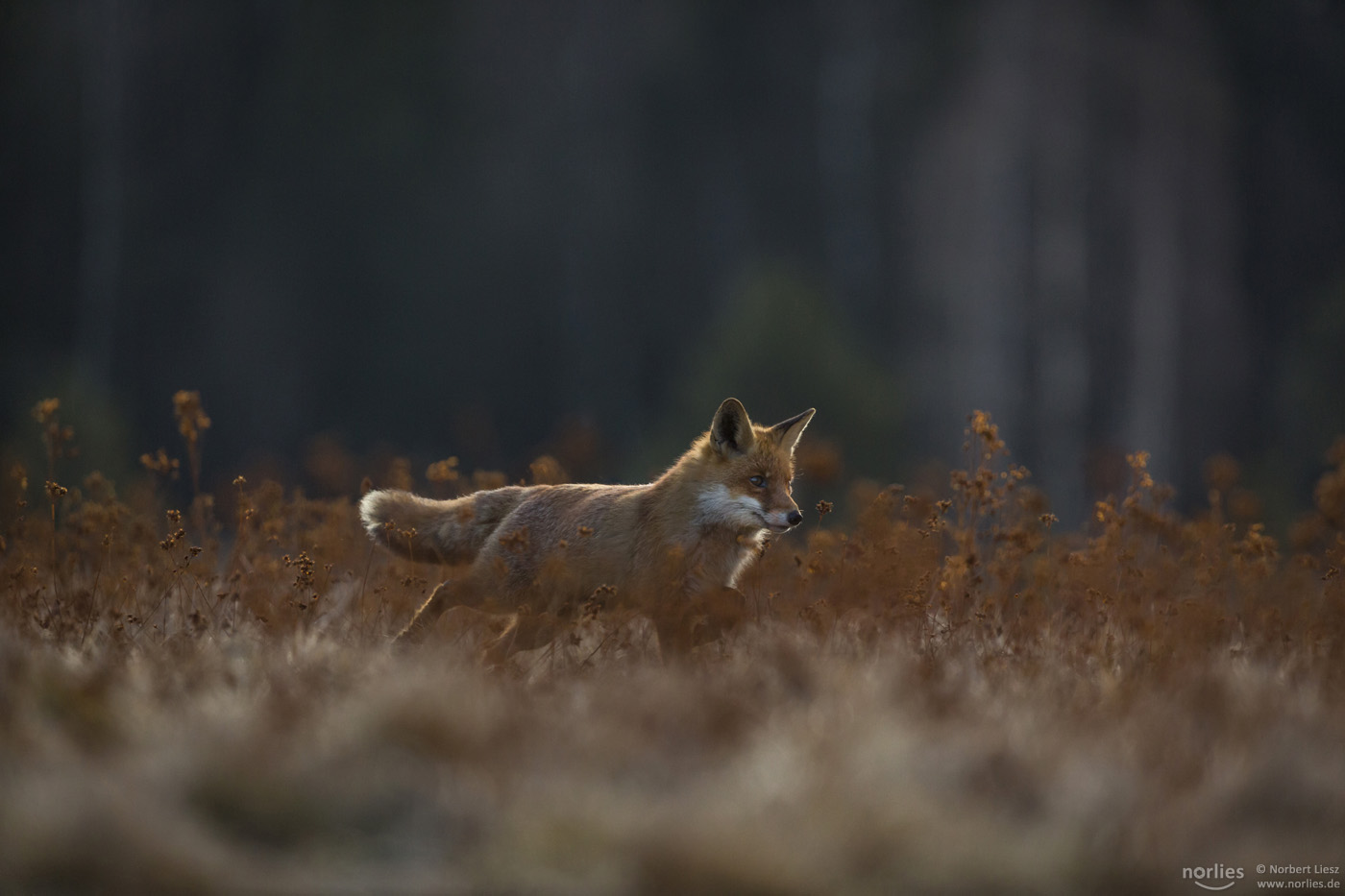 Fuchs auf der Jagd