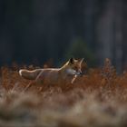 Fuchs auf der Jagd