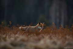 Fuchs auf der Jagd