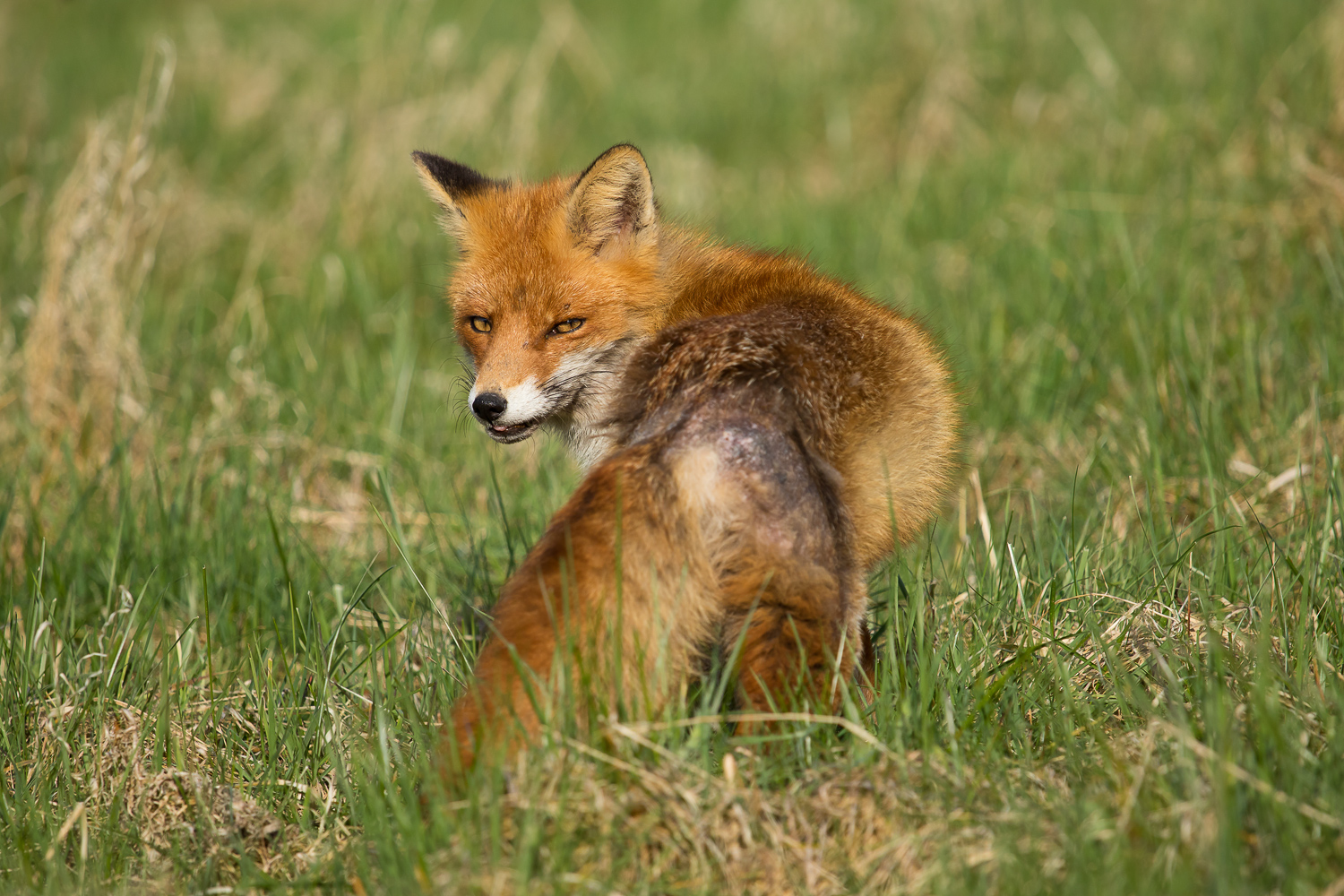 Fuchs auf der Jagd.