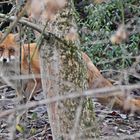 Fuchs auf der Pirsch (2) Portrait