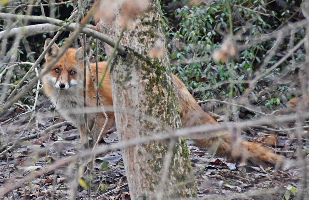 Fuchs auf der Pirsch (2) Portrait