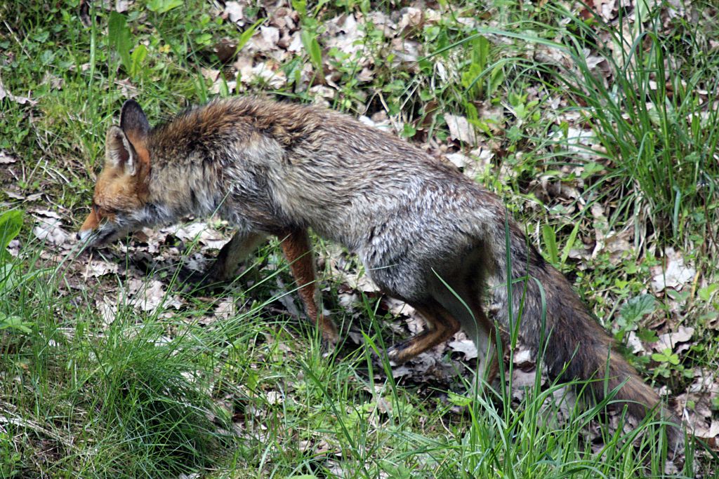 Fuchs auf der Pirsch