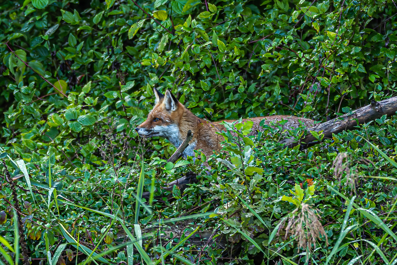 Fuchs auf der Pirsch