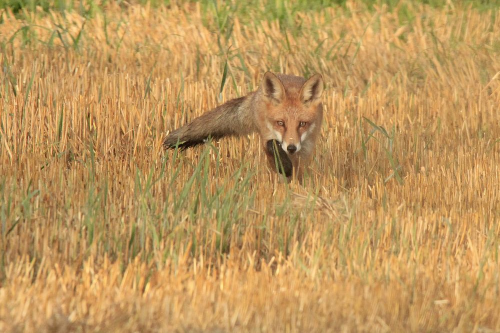 Fuchs auf der Pirsch