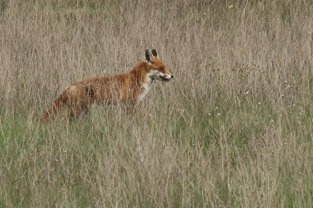 Fuchs auf der Suche