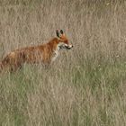 Fuchs auf der Suche