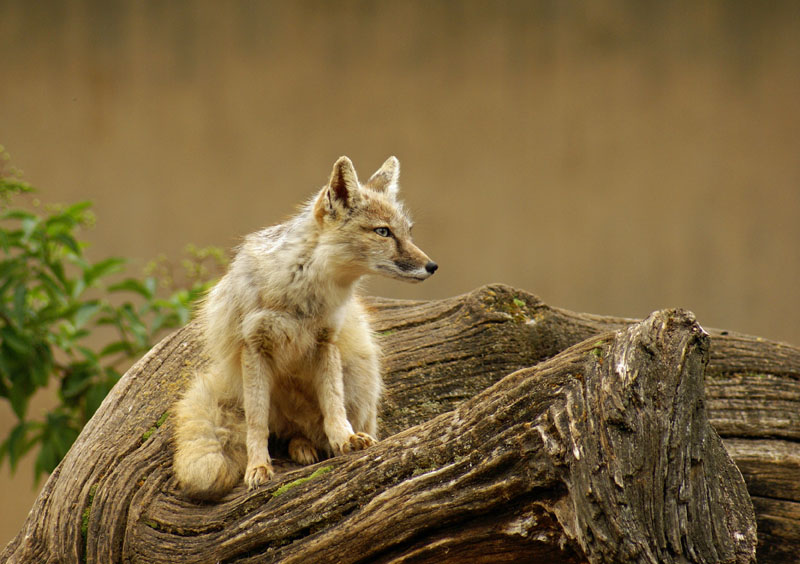 Fuchs auf der Wache