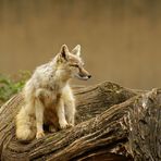 Fuchs auf der Wache