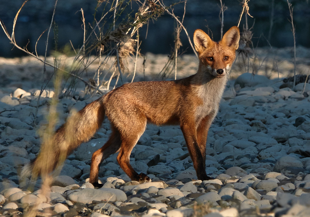 Fuchs auf der Wiener Donauinsel