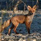 Fuchs auf der Wiener Donauinsel