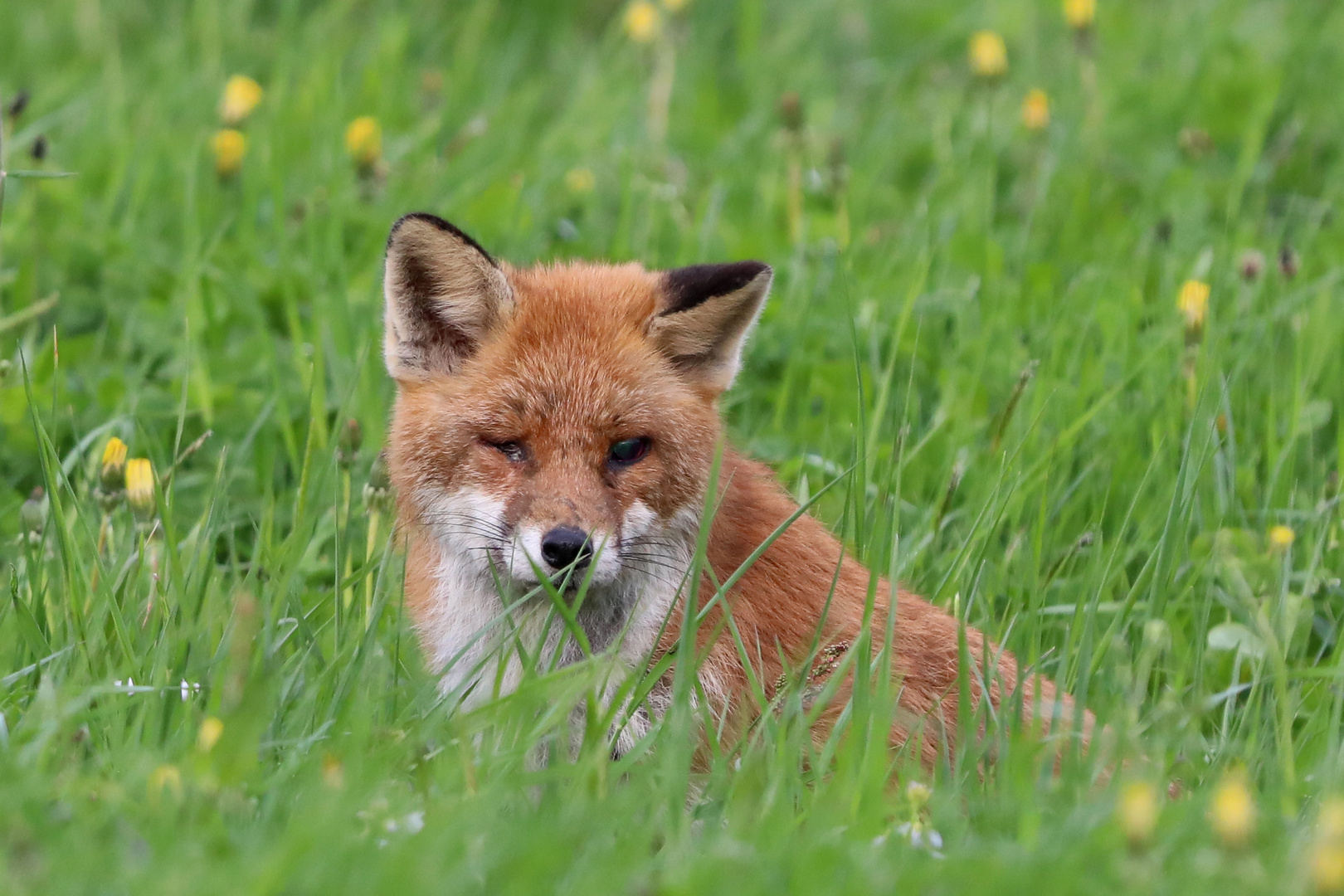 Fuchs auf der Wiese 2