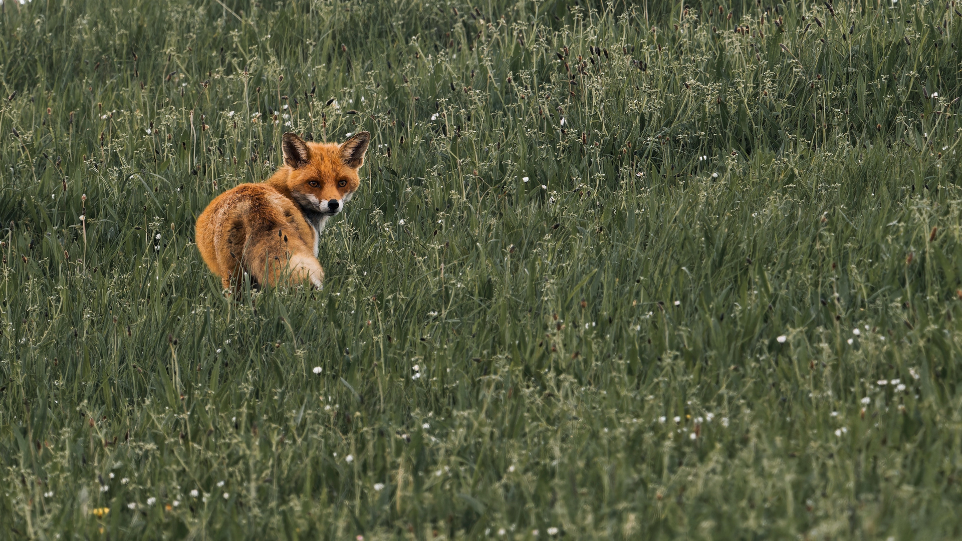 Fuchs auf der Wiese