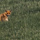 Fuchs auf der Wiese
