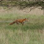 Fuchs auf der Wiese