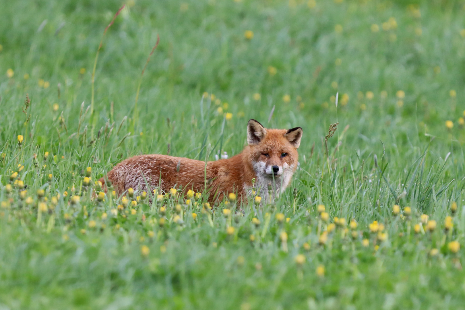 Fuchs auf der Wiese