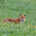 Fuchs auf der Wiese