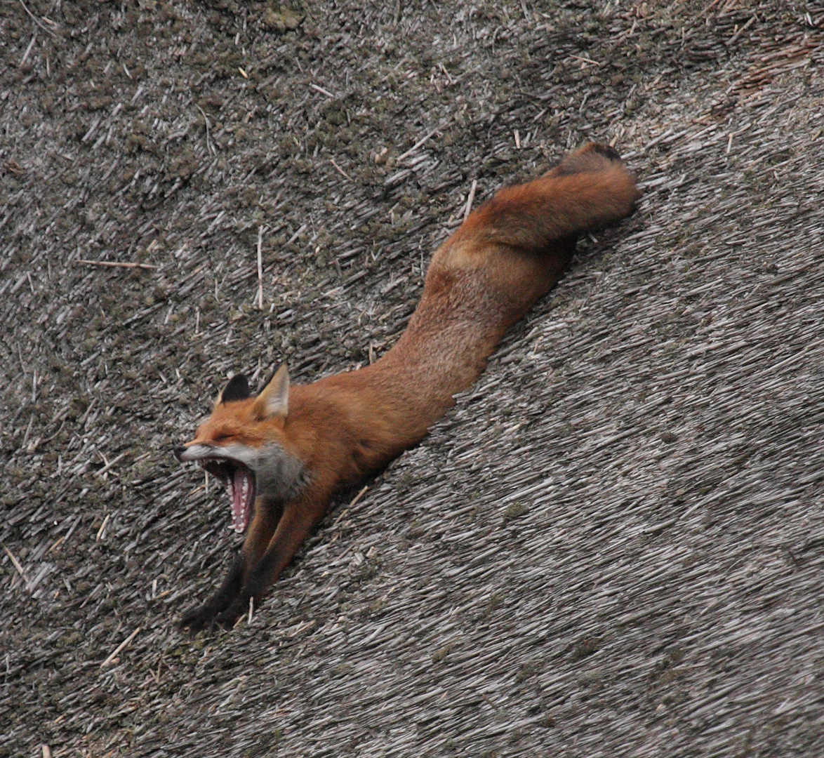 Fuchs auf einem Reetdach