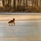 Fuchs auf Eis