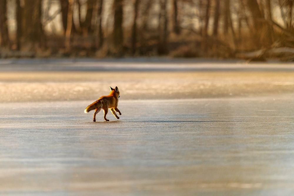 Fuchs auf Eis