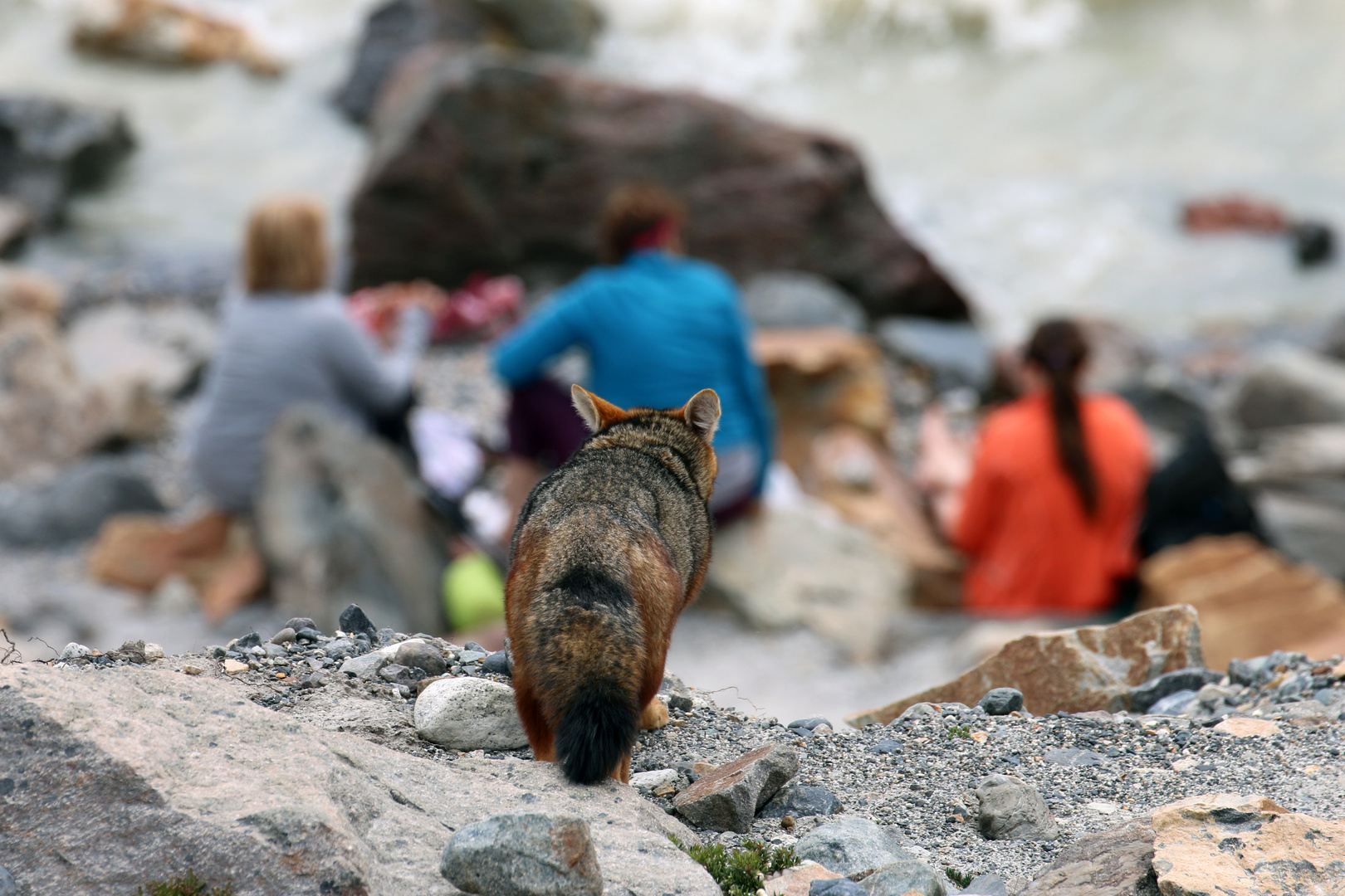 Fuchs auf Entdeckungstour