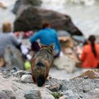 Fuchs auf Entdeckungstour