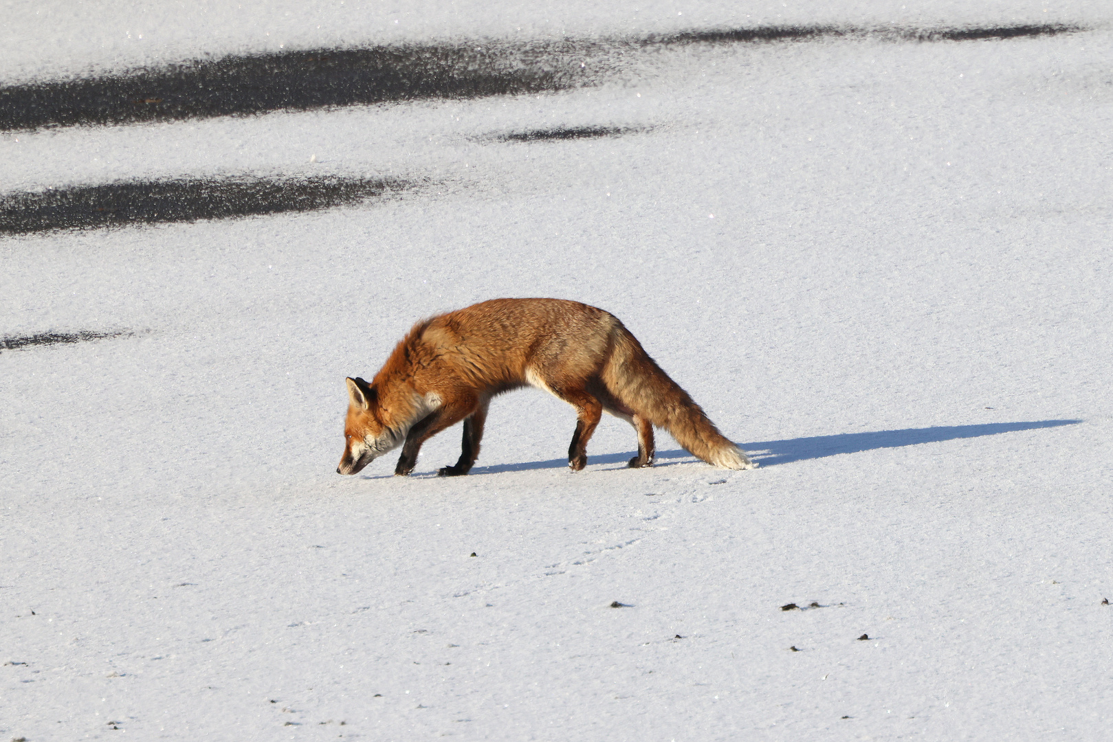 Fuchs auf Futtersuche