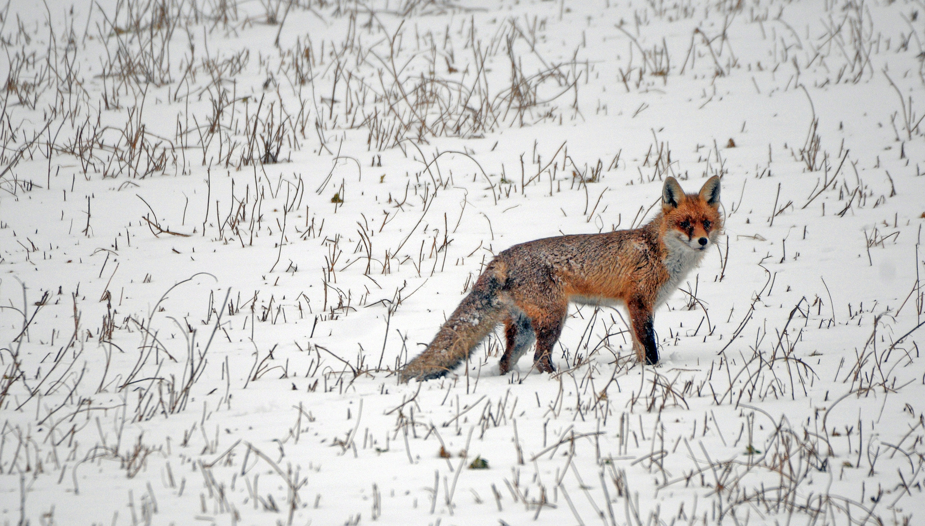 Fuchs auf Futtersuche