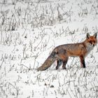 Fuchs auf Futtersuche