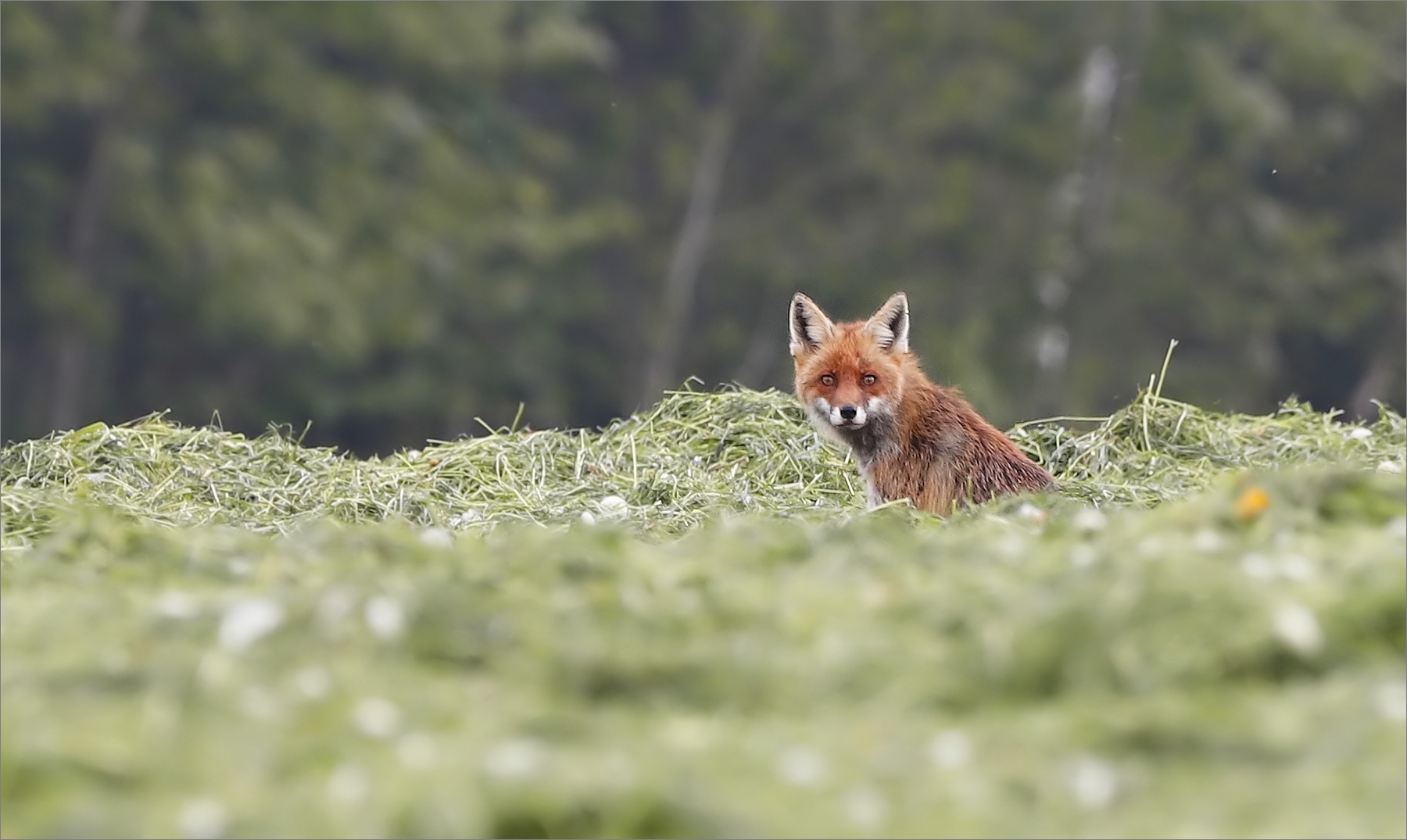 Fuchs auf Jagd